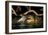 Saltwater Crocodile Eating Barramundi-null-Framed Premium Photographic Print