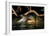 Saltwater Crocodile Eating Barramundi-null-Framed Premium Photographic Print