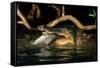 Saltwater Crocodile Eating Barramundi-null-Framed Stretched Canvas