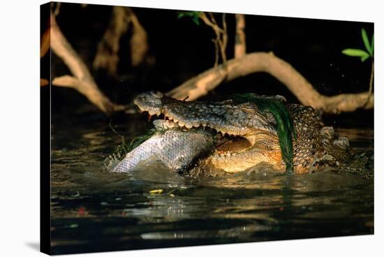 Saltwater Crocodile Eating Barramundi-null-Stretched Canvas
