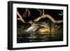 Saltwater Crocodile Eating Barramundi-null-Framed Photographic Print