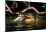 Saltwater Crocodile Eating Barramundi-null-Mounted Photographic Print