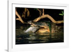 Saltwater Crocodile Eating Barramundi-null-Framed Photographic Print