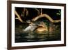 Saltwater Crocodile Eating Barramundi-null-Framed Photographic Print