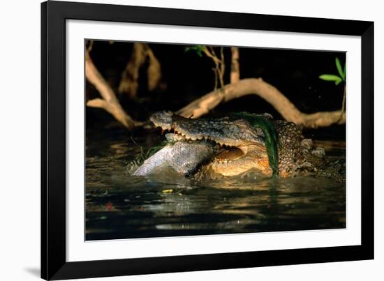 Saltwater Crocodile Eating Barramundi-null-Framed Photographic Print