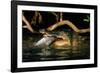 Saltwater Crocodile Eating Barramundi-null-Framed Photographic Print