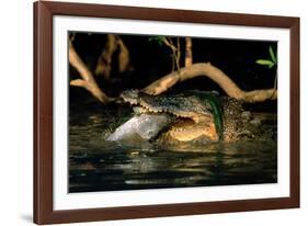 Saltwater Crocodile Eating Barramundi-null-Framed Photographic Print