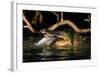 Saltwater Crocodile Eating Barramundi-null-Framed Photographic Print