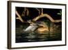 Saltwater Crocodile Eating Barramundi-null-Framed Photographic Print