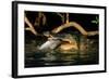 Saltwater Crocodile Eating Barramundi-null-Framed Photographic Print