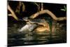 Saltwater Crocodile Eating Barramundi-null-Mounted Photographic Print