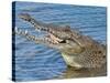 Saltwater Crocodile in Punta Sur Park, Isla De Cozumel (Cozumel Island), Cozumel, Mexico-Michael DeFreitas-Stretched Canvas