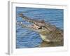 Saltwater Crocodile in Punta Sur Park, Isla De Cozumel (Cozumel Island), Cozumel, Mexico-Michael DeFreitas-Framed Photographic Print