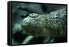 Saltwater Crocodile Snout-W. Perry Conway-Framed Stretched Canvas