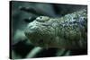 Saltwater Crocodile Snout-W. Perry Conway-Stretched Canvas