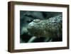 Saltwater Crocodile Snout-W. Perry Conway-Framed Photographic Print