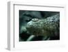 Saltwater Crocodile Snout-W. Perry Conway-Framed Photographic Print