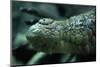 Saltwater Crocodile Snout-W. Perry Conway-Mounted Photographic Print
