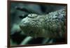 Saltwater Crocodile Snout-W. Perry Conway-Framed Photographic Print