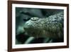 Saltwater Crocodile Snout-W. Perry Conway-Framed Photographic Print