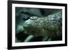 Saltwater Crocodile Snout-W. Perry Conway-Framed Photographic Print