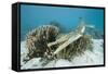 Saltwater Crocodile Swimming near a Coral Reef (Crocodylus Porosus), Micronesia, Palau-Reinhard Dirscherl-Framed Stretched Canvas