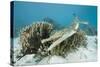 Saltwater Crocodile Swimming near a Coral Reef (Crocodylus Porosus), Micronesia, Palau-Reinhard Dirscherl-Stretched Canvas