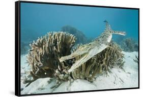 Saltwater Crocodile Swimming near a Coral Reef (Crocodylus Porosus), Micronesia, Palau-Reinhard Dirscherl-Framed Stretched Canvas