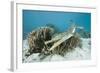 Saltwater Crocodile Swimming near a Coral Reef (Crocodylus Porosus), Micronesia, Palau-Reinhard Dirscherl-Framed Photographic Print