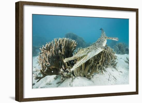 Saltwater Crocodile Swimming near a Coral Reef (Crocodylus Porosus), Micronesia, Palau-Reinhard Dirscherl-Framed Photographic Print