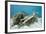 Saltwater Crocodile Swimming near a Coral Reef (Crocodylus Porosus), Micronesia, Palau-Reinhard Dirscherl-Framed Photographic Print