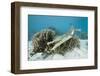 Saltwater Crocodile Swimming near a Coral Reef (Crocodylus Porosus), Micronesia, Palau-Reinhard Dirscherl-Framed Photographic Print