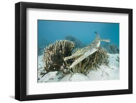 Saltwater Crocodile Swimming near a Coral Reef (Crocodylus Porosus), Micronesia, Palau-Reinhard Dirscherl-Framed Photographic Print