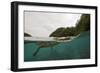 Saltwater Crocodile Swimming with its Head Just above the Surface (Crocodylus Porosus)-Reinhard Dirscherl-Framed Photographic Print