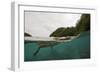 Saltwater Crocodile Swimming with its Head Just above the Surface (Crocodylus Porosus)-Reinhard Dirscherl-Framed Photographic Print