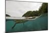 Saltwater Crocodile Swimming with its Head Just above the Surface (Crocodylus Porosus)-Reinhard Dirscherl-Mounted Photographic Print
