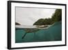 Saltwater Crocodile Swimming with its Head Just above the Surface (Crocodylus Porosus)-Reinhard Dirscherl-Framed Photographic Print