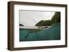 Saltwater Crocodile Swimming with its Head Just above the Surface (Crocodylus Porosus)-Reinhard Dirscherl-Framed Photographic Print