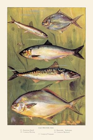 'Saltwater Fish' Prints | AllPosters.com