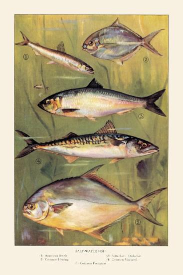 Saltwater Fish Prints AllPosters Com