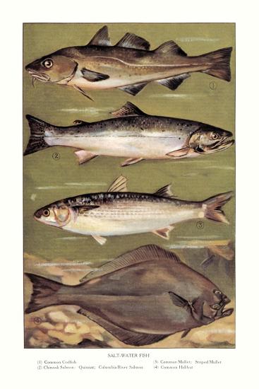 Saltwater Fish Prints AllPosters Com