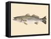 Saltwater Species II-Michael Willett-Framed Stretched Canvas