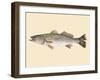 Saltwater Species II-Michael Willett-Framed Art Print