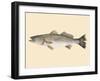 Saltwater Species II-Michael Willett-Framed Art Print