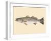 Saltwater Species II-Michael Willett-Framed Art Print