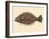 Saltwater Species IV-Michael Willett-Framed Art Print