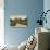 Saltwell Park House, Gateshead-null-Photographic Print displayed on a wall