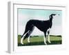 Saluki Cross, 1991-Maggie Rowe-Framed Giclee Print