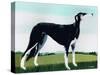 Saluki Cross, 1991-Maggie Rowe-Stretched Canvas