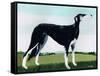 Saluki Cross, 1991-Maggie Rowe-Framed Stretched Canvas